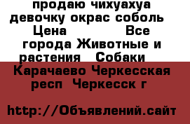продаю чихуахуа девочку,окрас соболь › Цена ­ 25 000 - Все города Животные и растения » Собаки   . Карачаево-Черкесская респ.,Черкесск г.